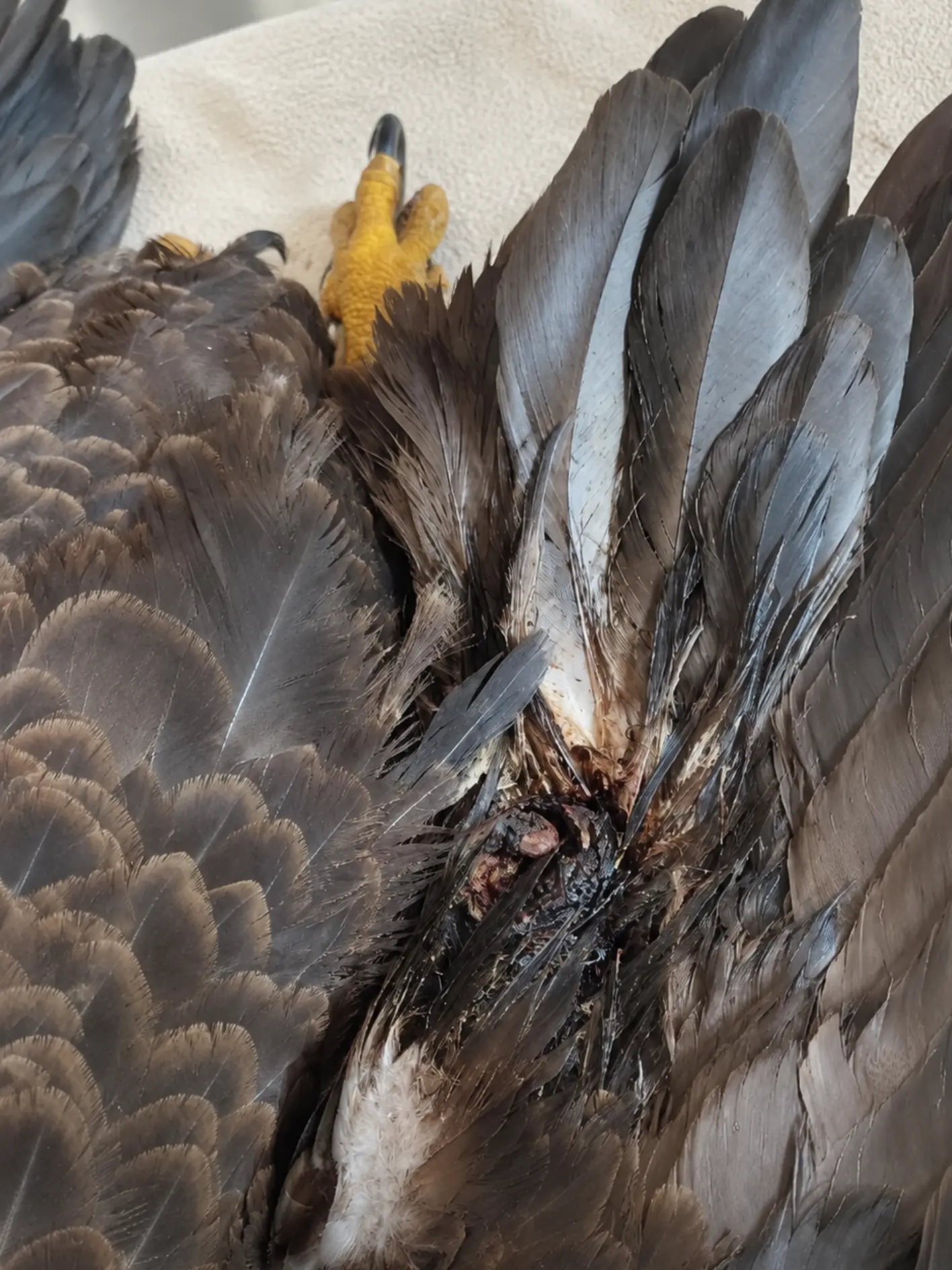 The Wound Was Already There Before Rescuers Found This Bald Eagle — What Veterinarians Discovered Beneath Its Feathers Changed the Entire Case.