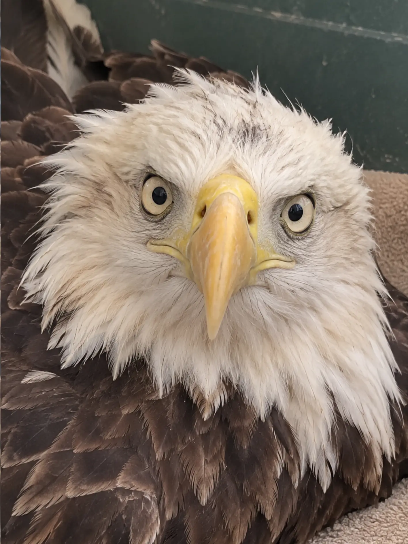 Bald Eagle Found Grounded Behind a Wisconsin Church — Police Expected a Broken Wing, but the Injury Turned Out to Be Far Less Severe
