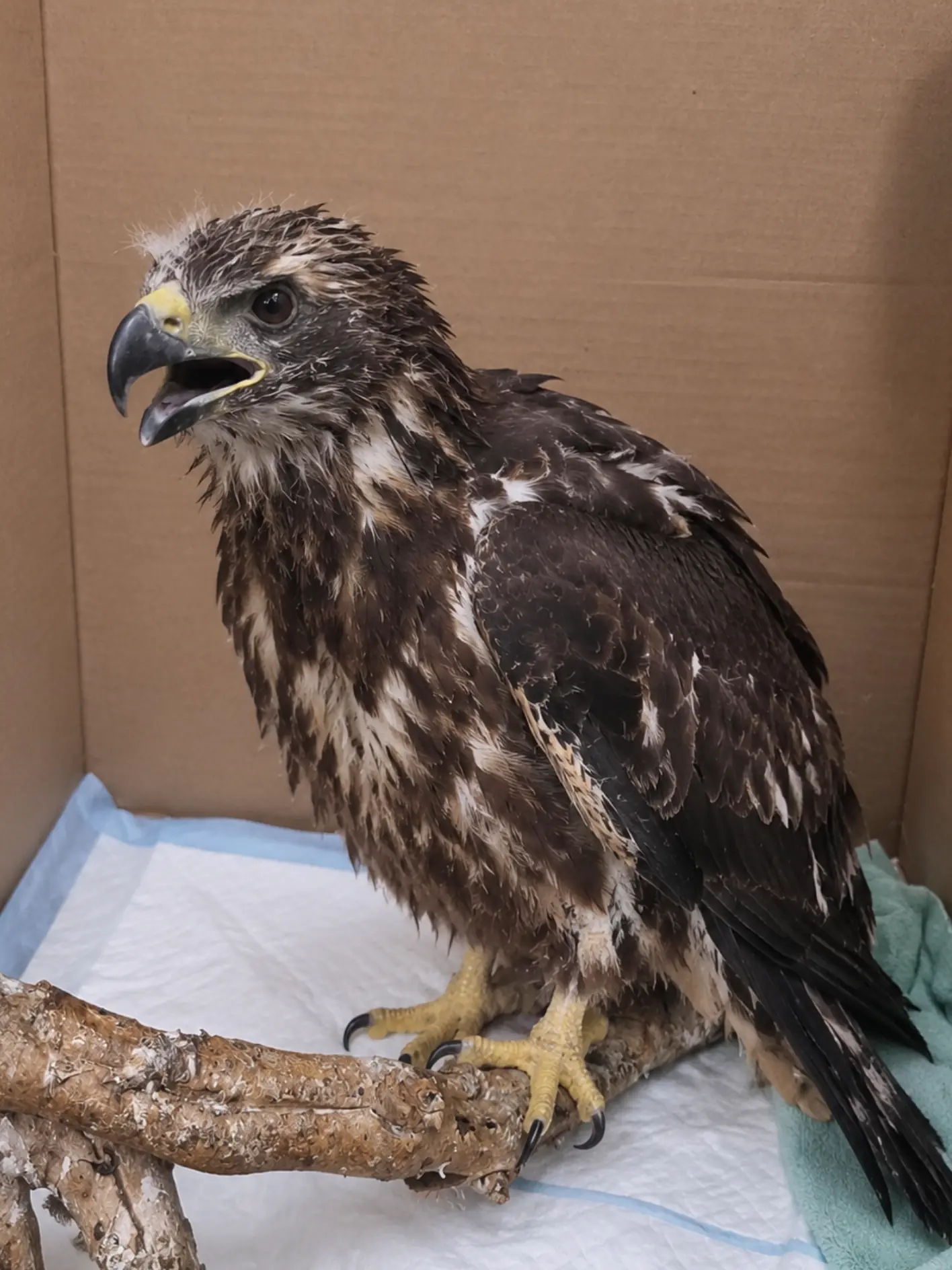 Young Bald Eagle Found Too Weak to Fly — Wildlife Rehabilitators Discover the Juvenile Needs More Than Just Rest