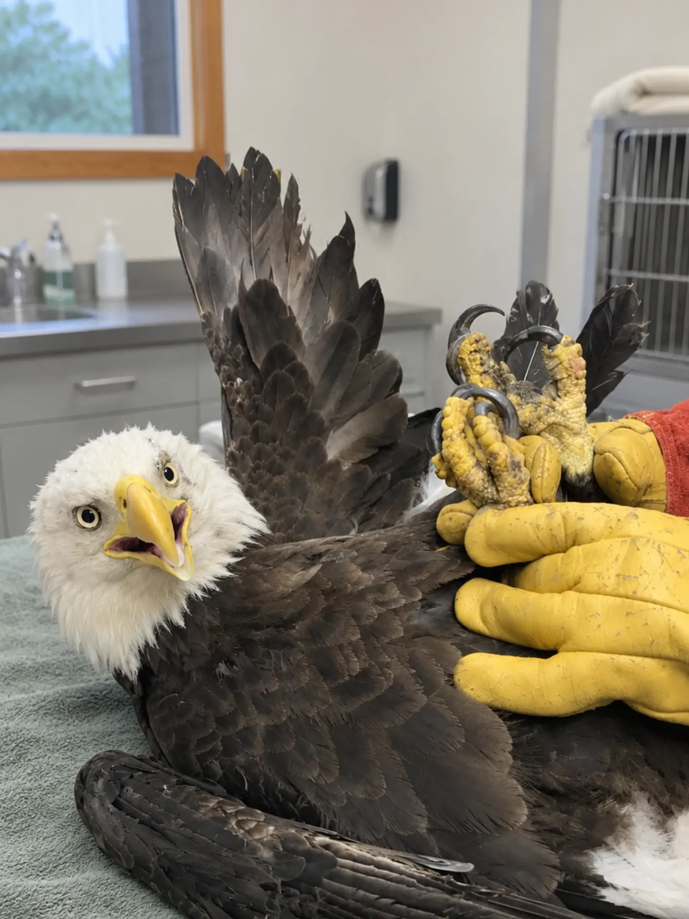 Bald Eagle Found Standing Beside the Fog Line on a Rural Highway — Deputy Arrives to Find the Injured Bird Still Alive