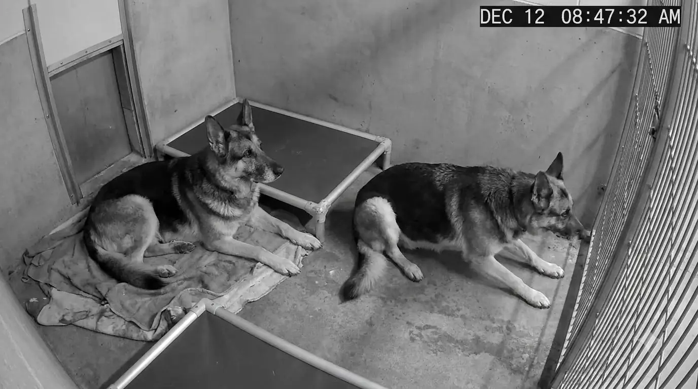 Samson’s Back Legs Suddenly Stopped Following Him—and He Kept Pulling Himself Toward the Kennel Door