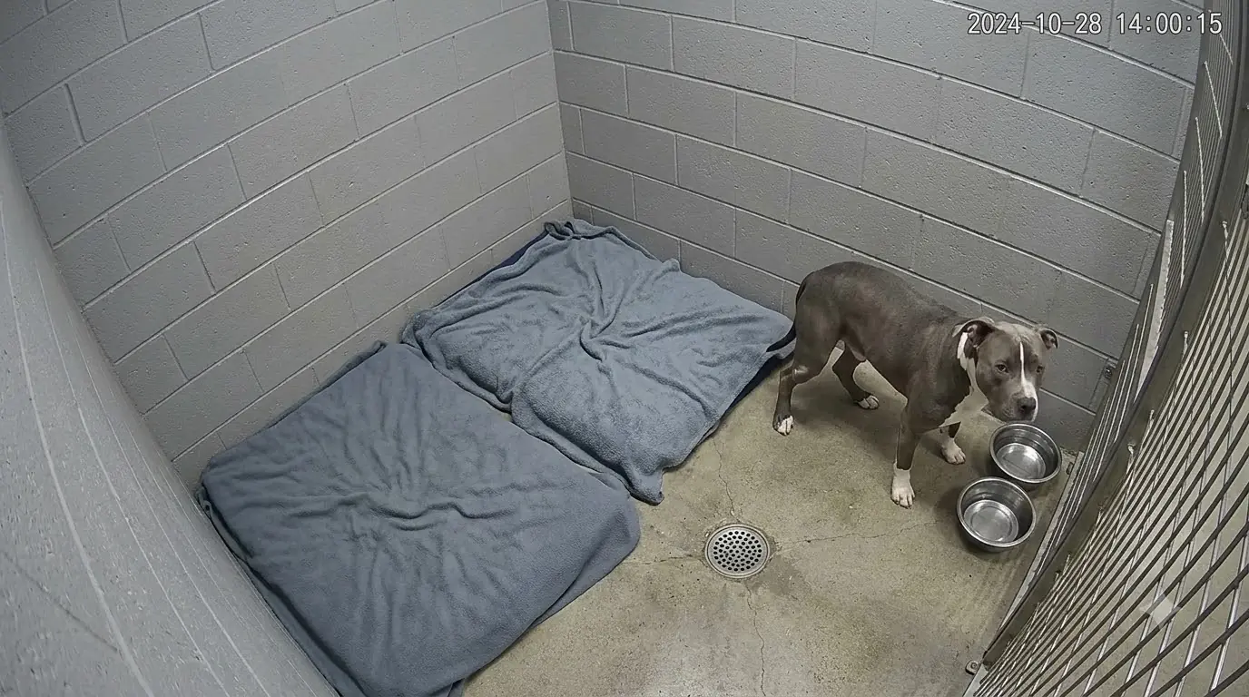 Tank Keeps Biting His Own Back Leg—and Nobody Can See What’s Hurting Him