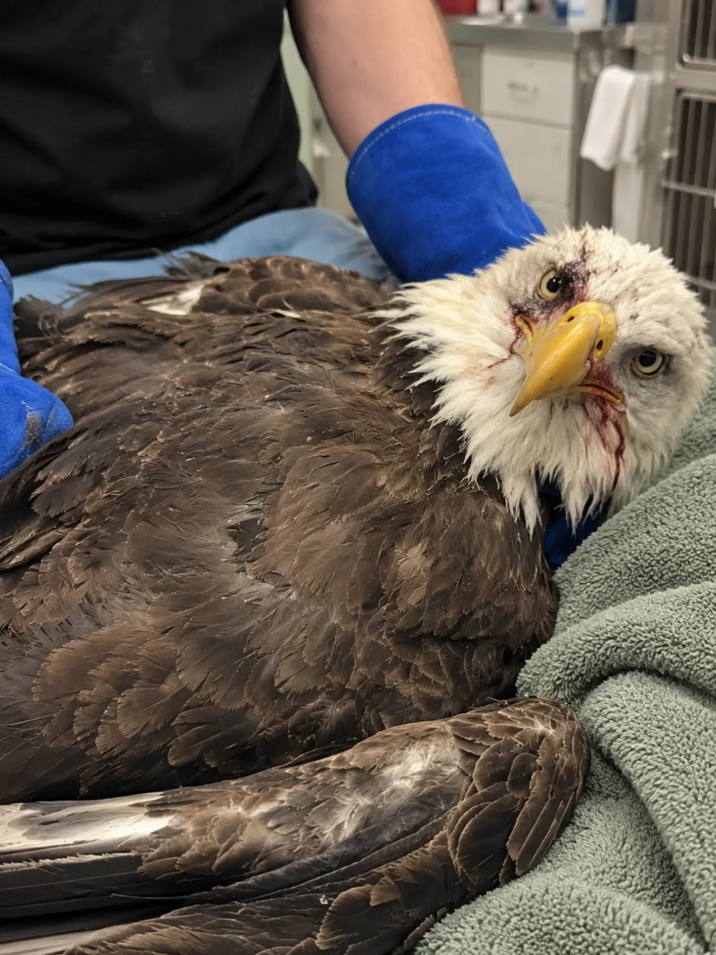 Bald Eagle Found Hanging From a Barbed-Wire Fence — Its Struggle to Break Free Left Veterinarians Most Concerned About the Injuries Around Its Face