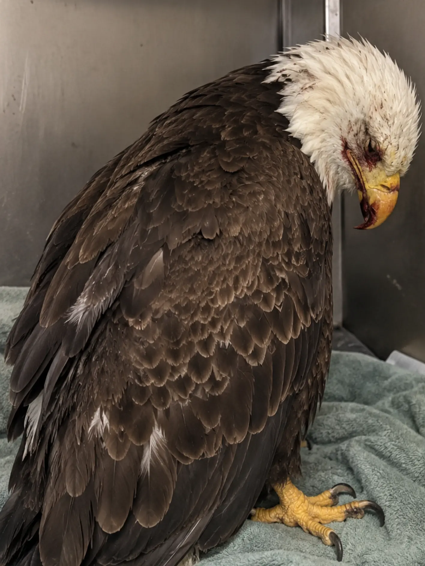 Bald Eagle Found Weak and Frightened After a Fishing Hook Became Lodged Near Its Beak — Veterinarians Were Most Concerned About What the Struggle Had Done to Its Face