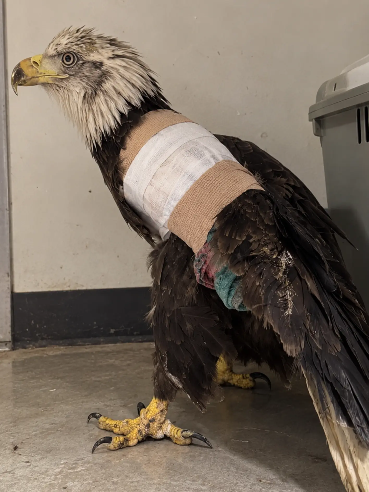 Bald Eagle Struck by a Vehicle and Found Unable to Fly — X-Rays Reveal a Fracture That Could Decide Whether It Ever Returns to the Wild