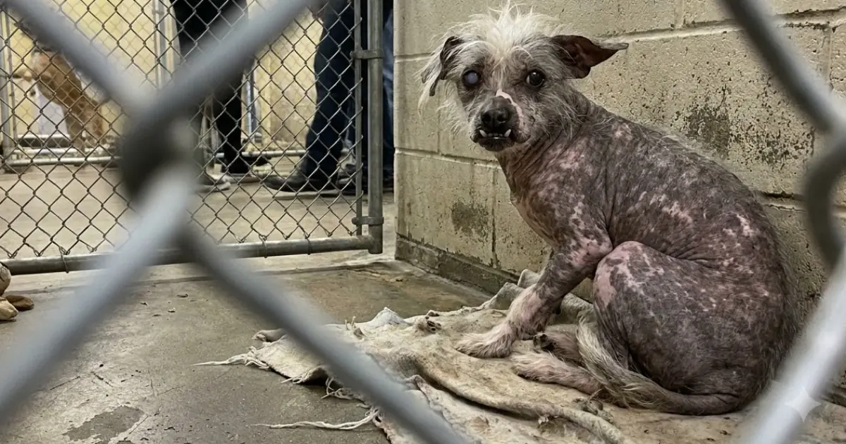 An “Ugly” Dog Has Been Overlooked for Months—While Everyone Chooses the Prettier Dogs Around Him