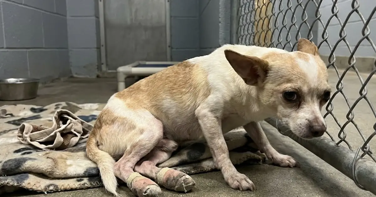 They Chose Him as an Adorable Puppy—Then Abandoned Him When His Back Legs Became Paralyzed