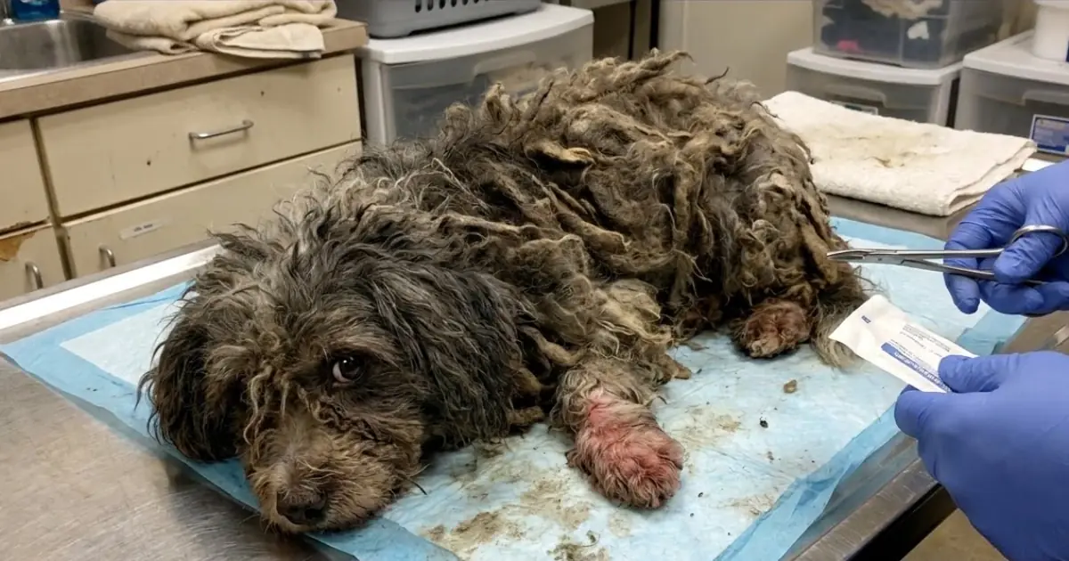 A Neglected Dog Arrived Hidden Beneath Pounds of Matted Fur—And Removing It Revealed the Damage Underneath