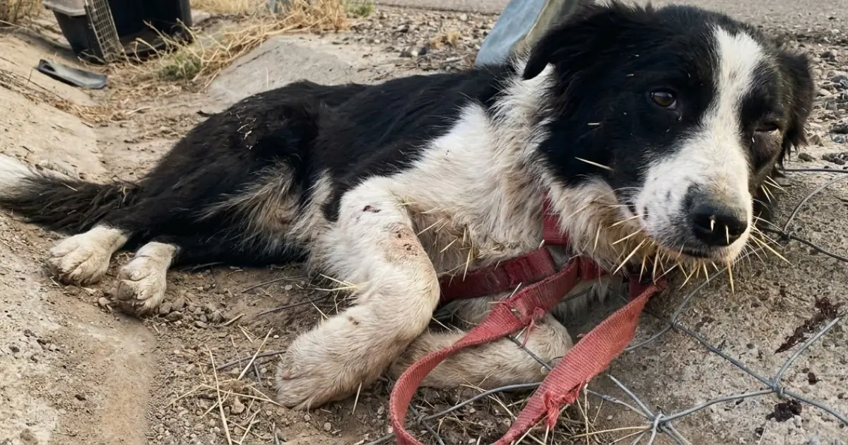 A Dog Was Found Tied Beside a Busy Highway—With His Empty Carrier Abandoned Behind Him