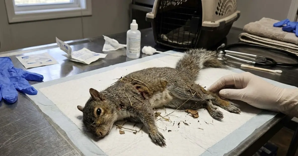 A Badly Injured Squirrel Was Found Beneath a Backyard Tree — His Wounds Suggested He May Have Been Dropped From Above