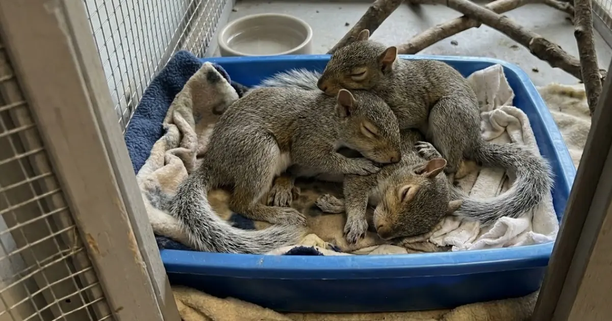 Three Orphaned Squirrels Arrived With No Mother to Care for Them — Now They’re Growing Up Together at Our Rehab Center
