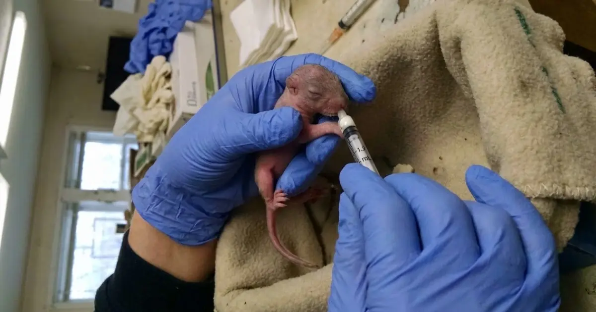 A Newborn Squirrel Arrived Too Young to Feed Herself — A Tiny Syringe Became Her Lifeline Without Mom