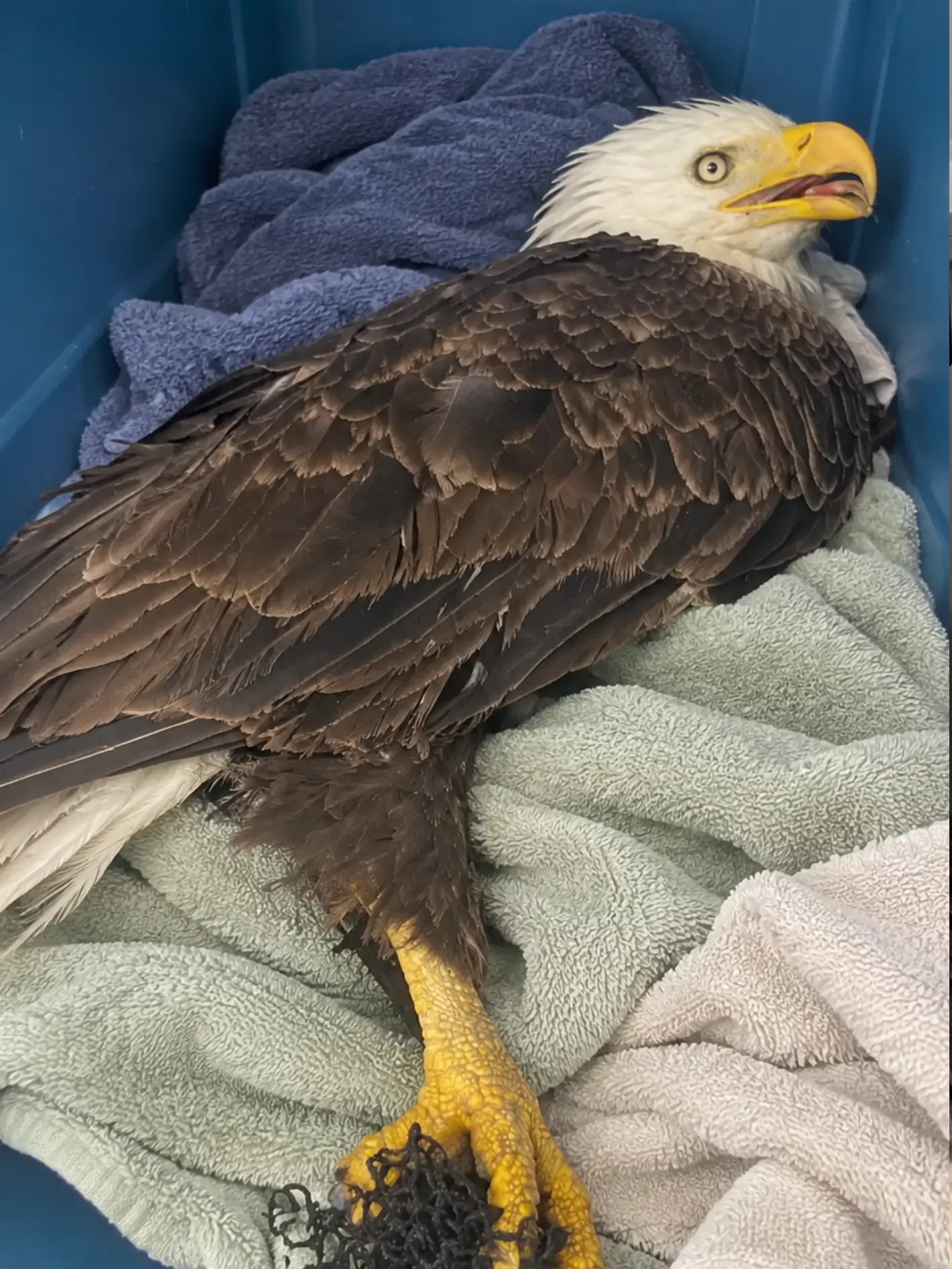 Bald Eagle Found Entangled in Plastic Netting at a County Landfill — Rescuers Feared the Tightened Mesh Was Cutting Off Circulation to Its Foot