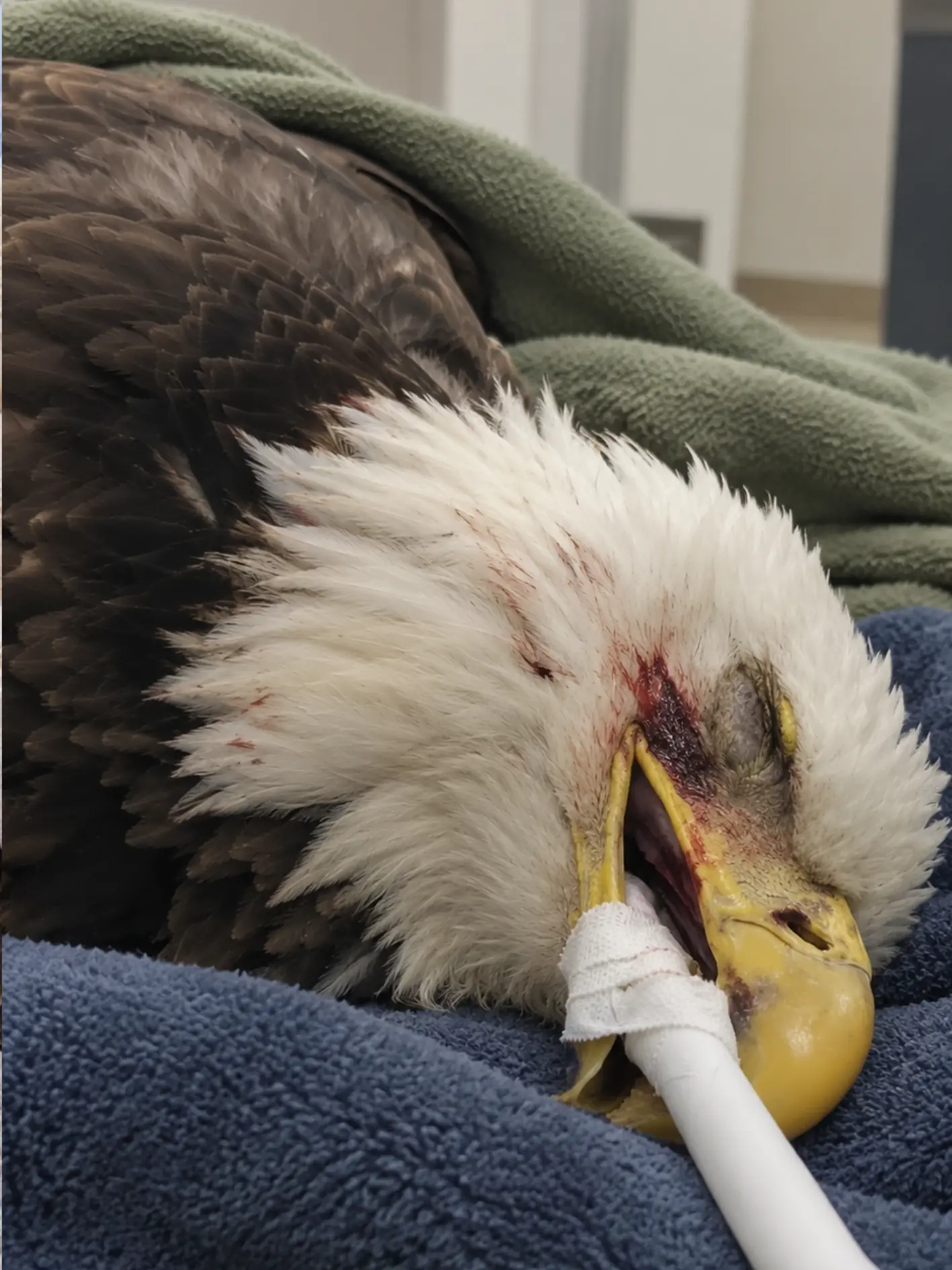 Adult Female Bald Eagle Survives a Vehicle Strike — Veterinarians Find a Subtle Foot Injury After the More Obvious Trauma Begins to Stabilize
