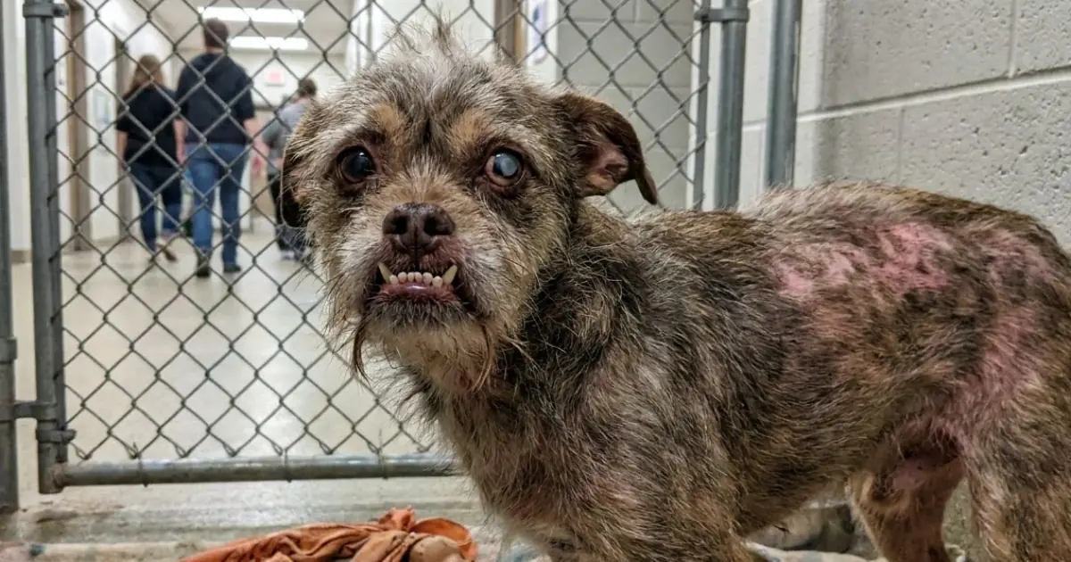 An “Ugly” Dog Was Ignored for More Than 300 Days—Now His Time at the Shelter Is Running Out