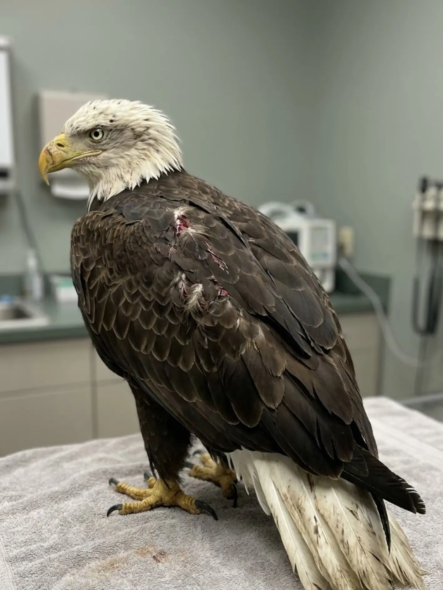 Bald Eagle Found Hanging Upside Down Over a River — Tangled Fishing Line Left the Bird Suspended Just Inches Above the Water
