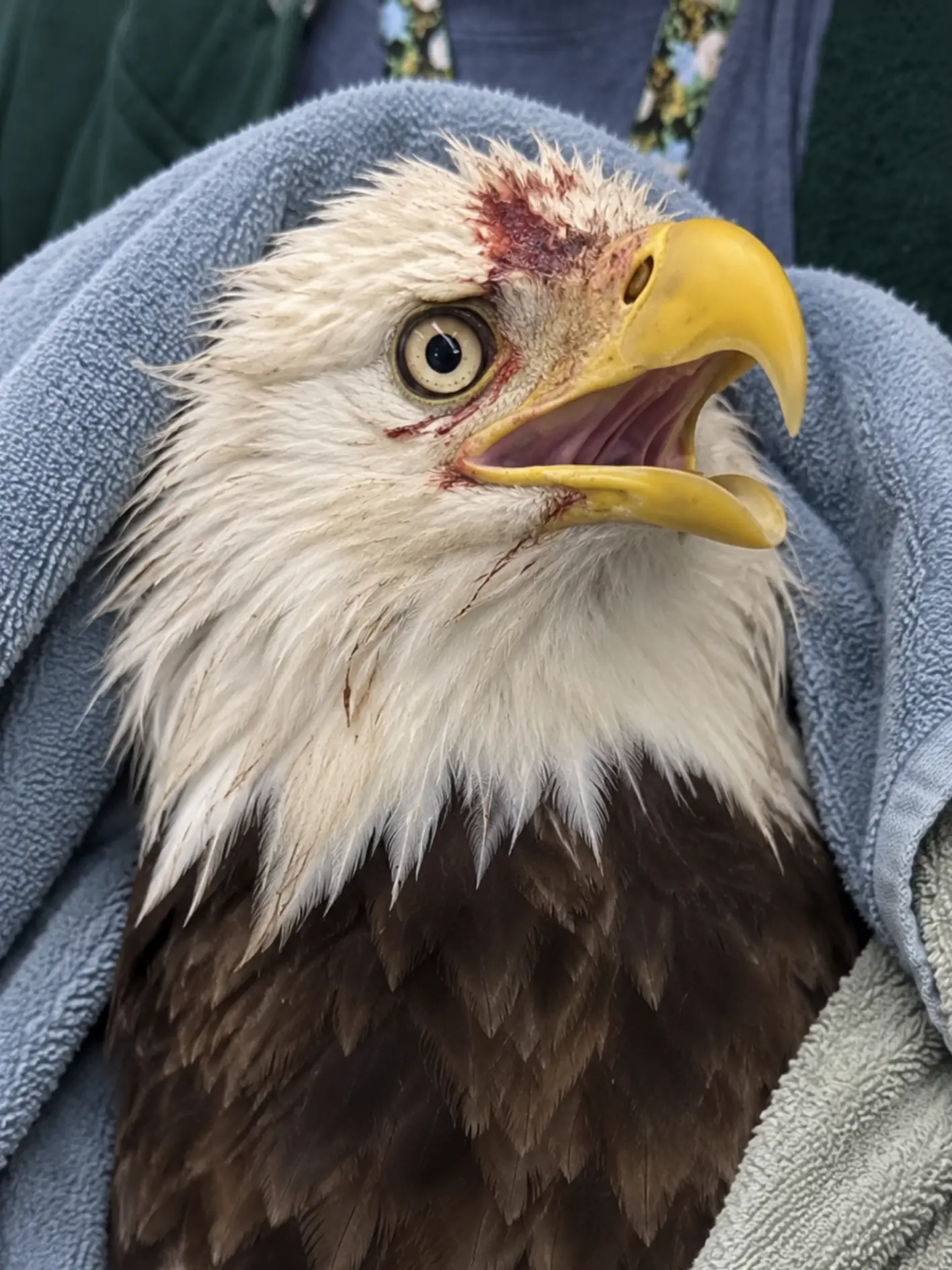 Bald Eagle Found Grounded Near a Mississippi River Nesting Area — A Local Eagle Monitor Helped Bring the Injured Bird to Care