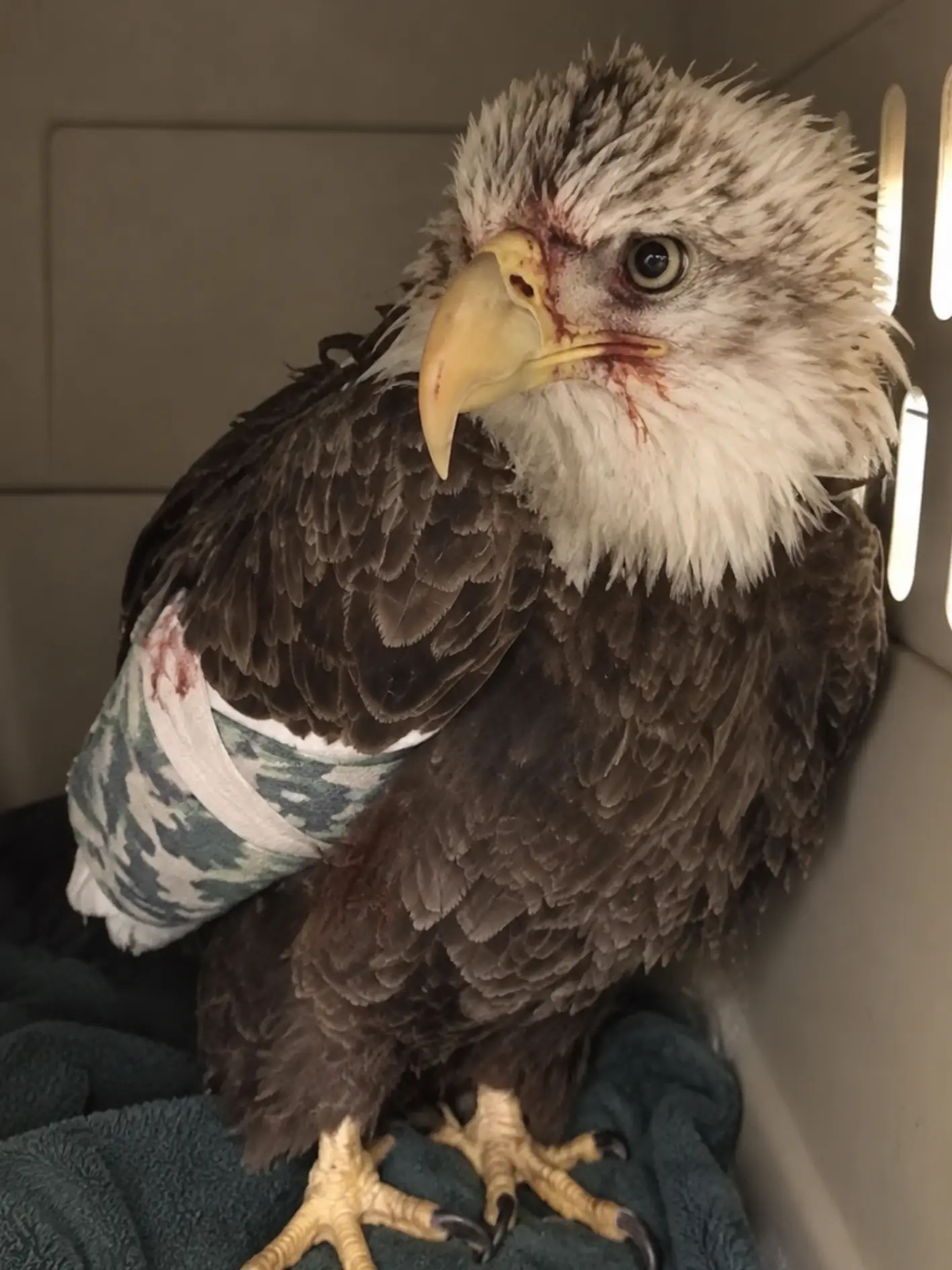 Young Bald Eagle Arrived With a Broken Wing and a Body Condition Score of Just 1/5 — Follow-Up X-Rays Revealed the Injury Was More Serious Than First Thought