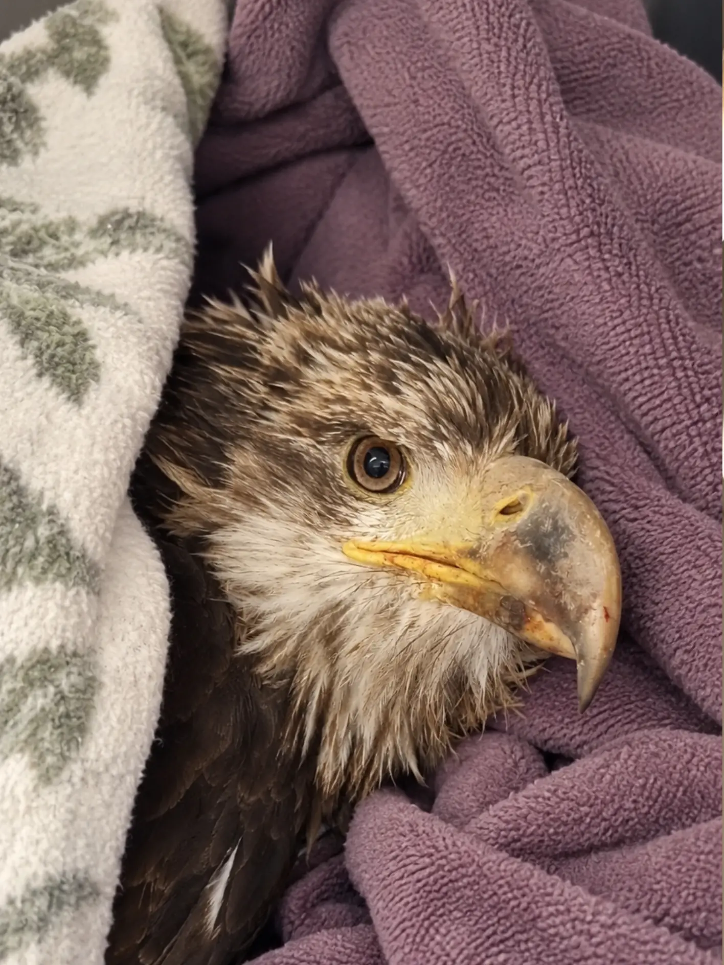 Follow-Up X-Rays Revealed the Full Extent of a Young Bald Eagle’s Injuries — Veterinarians Reached the Most Difficult Decision in Wildlife Medicine