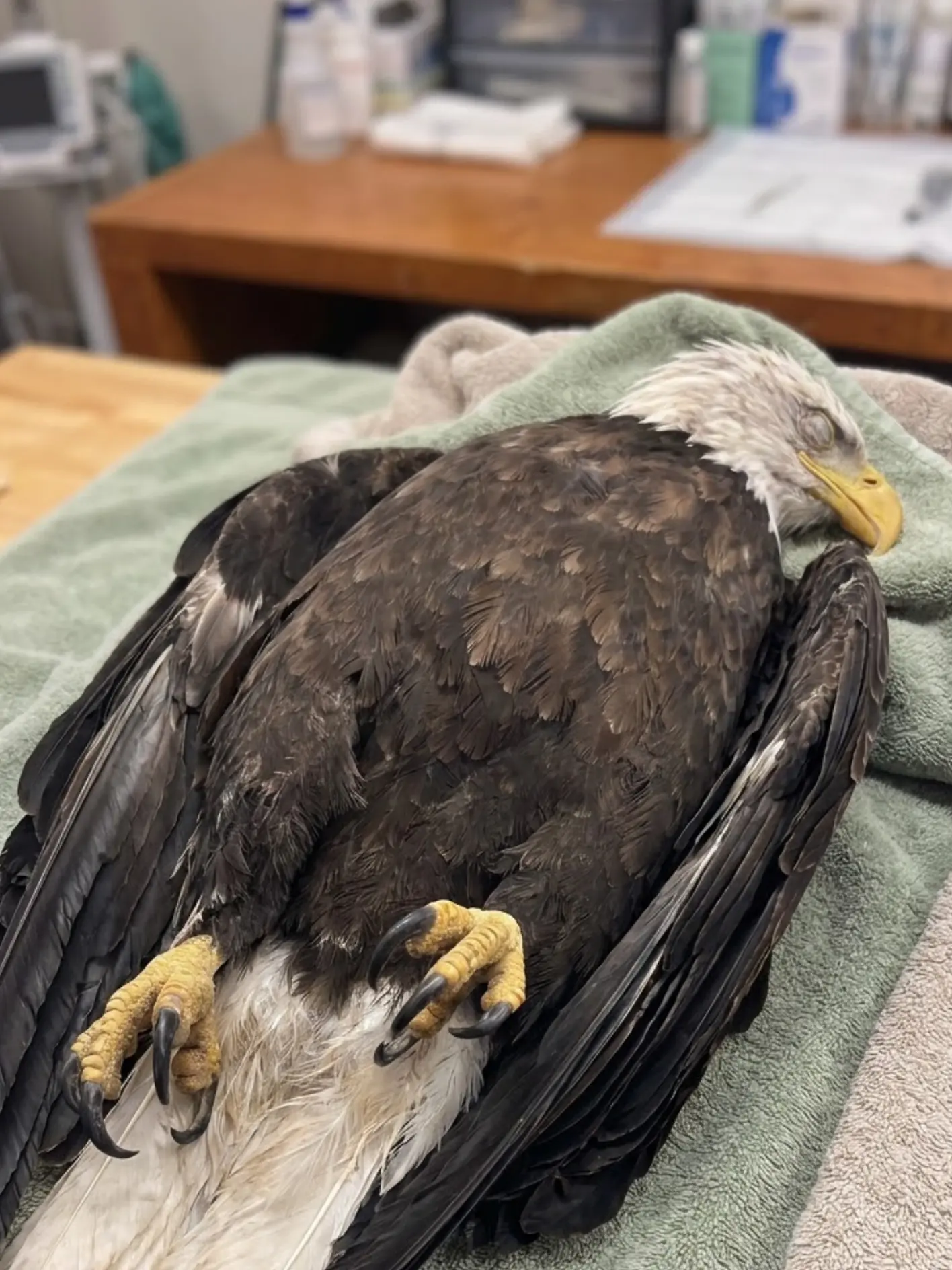 Bald Eagle Arrived Too Weak to Stand — Blood Testing Revealed Lead Levels So High That Humane Euthanasia Became the Only Option