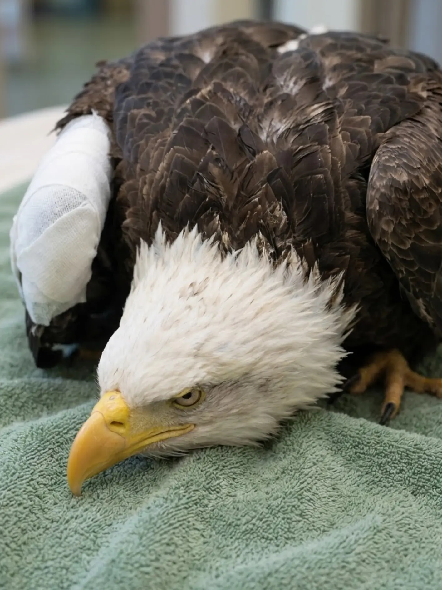Bald Eagle Begins Physical Therapy After a Serious Wing Fracture — Veterinarians Still Don’t Know What Caused the Injuries Found Across Its Body