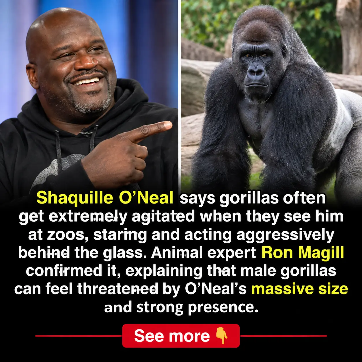 Shaquille O’Neal Says Gorillas See Him as Competition — and Animal Experts Explain Why
