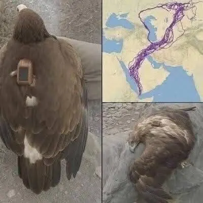 For 20 years, an eagle equipped with GPS puzzled scientists: reco....See below⤵️
