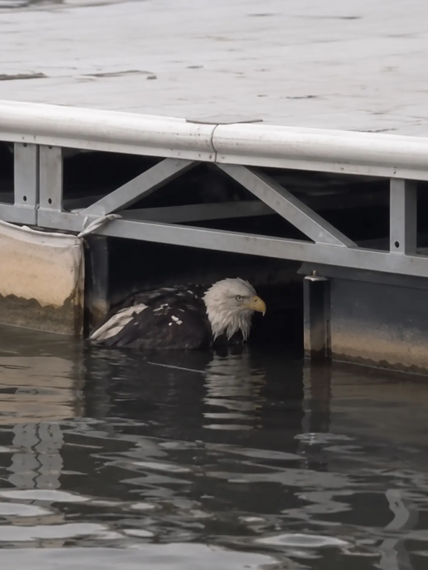 Bald Eagle Found Trapped Beneath a River Dock — Rescuers Raced Against Cold Water and Exhaustion to Pull the Bird to Safety