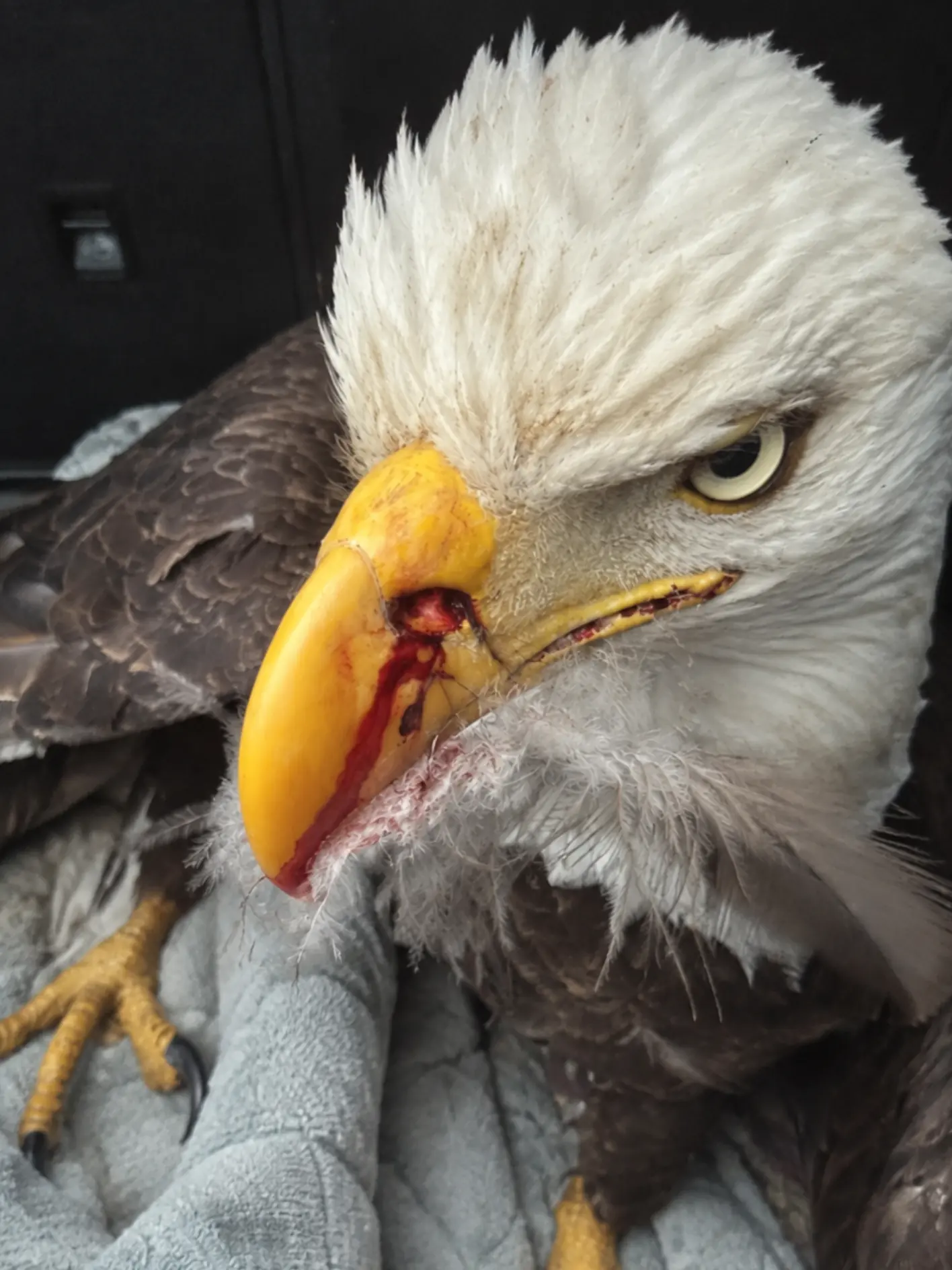 Animal Control Officer Rescues an Injured Bald Eagle Found Grounded Near a Retention Pond — A Facial Wound Raised Immediate Concern About Its Beak and Ability to Feed