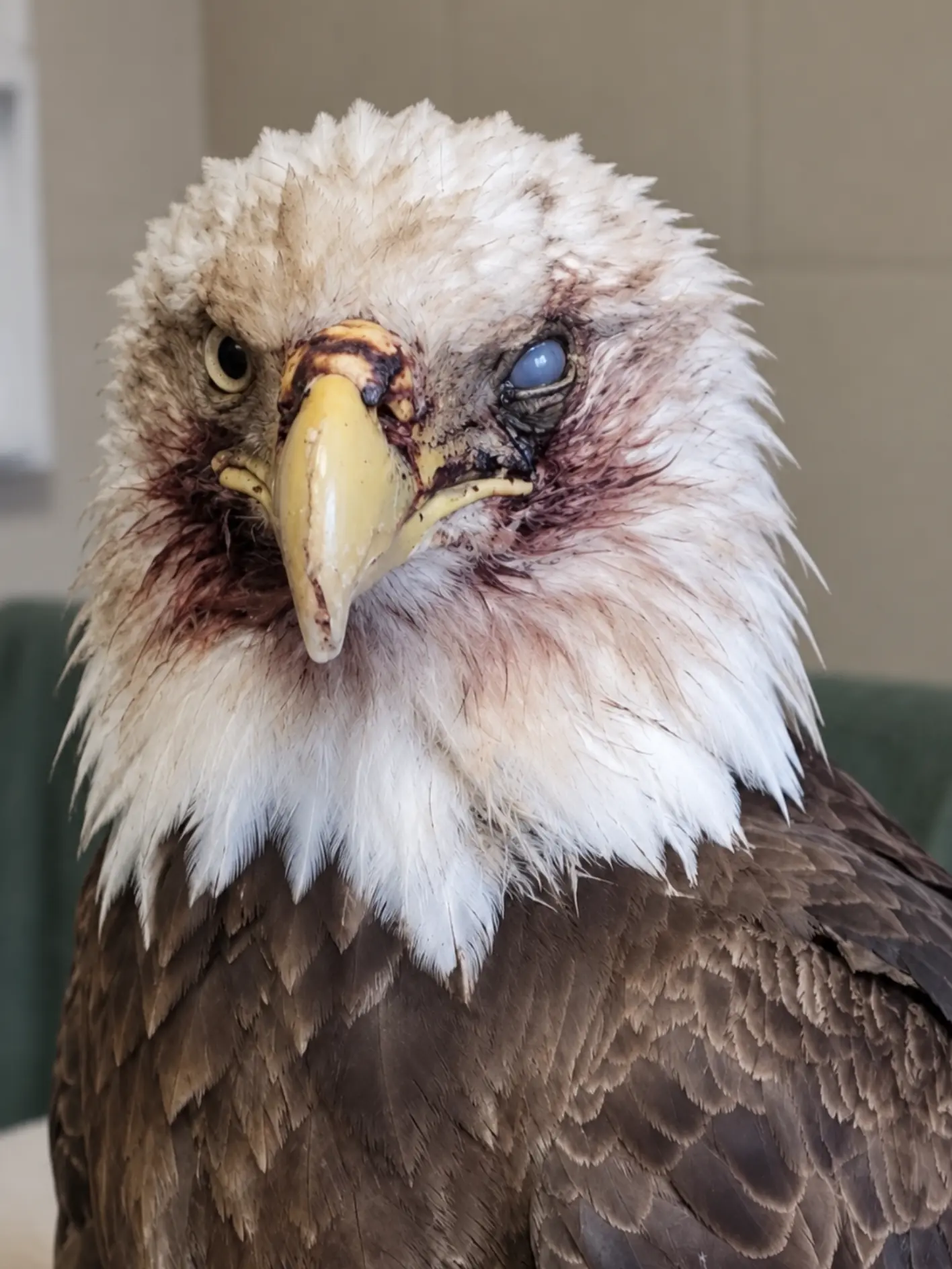 Bald Eagle Arrives With Severe Facial Trauma — Veterinarians Fear One Eye May Be Permanently Damaged