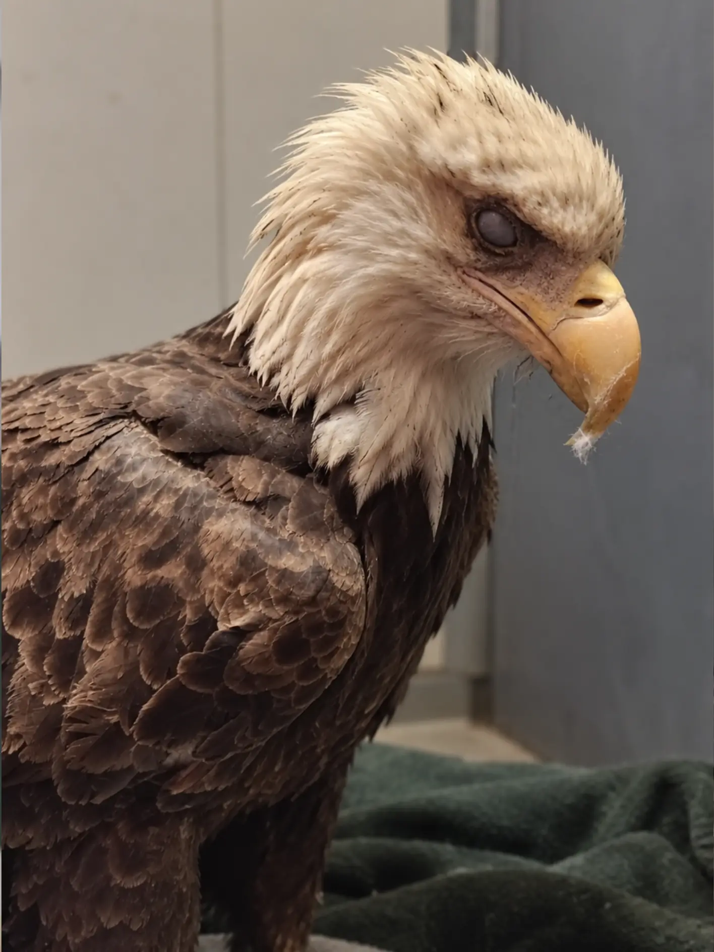 Bald Eagle Found With a Severely Clouded Eye — A Resident’s Close Look Revealed an Injury That May Have Been Developing for Weeks