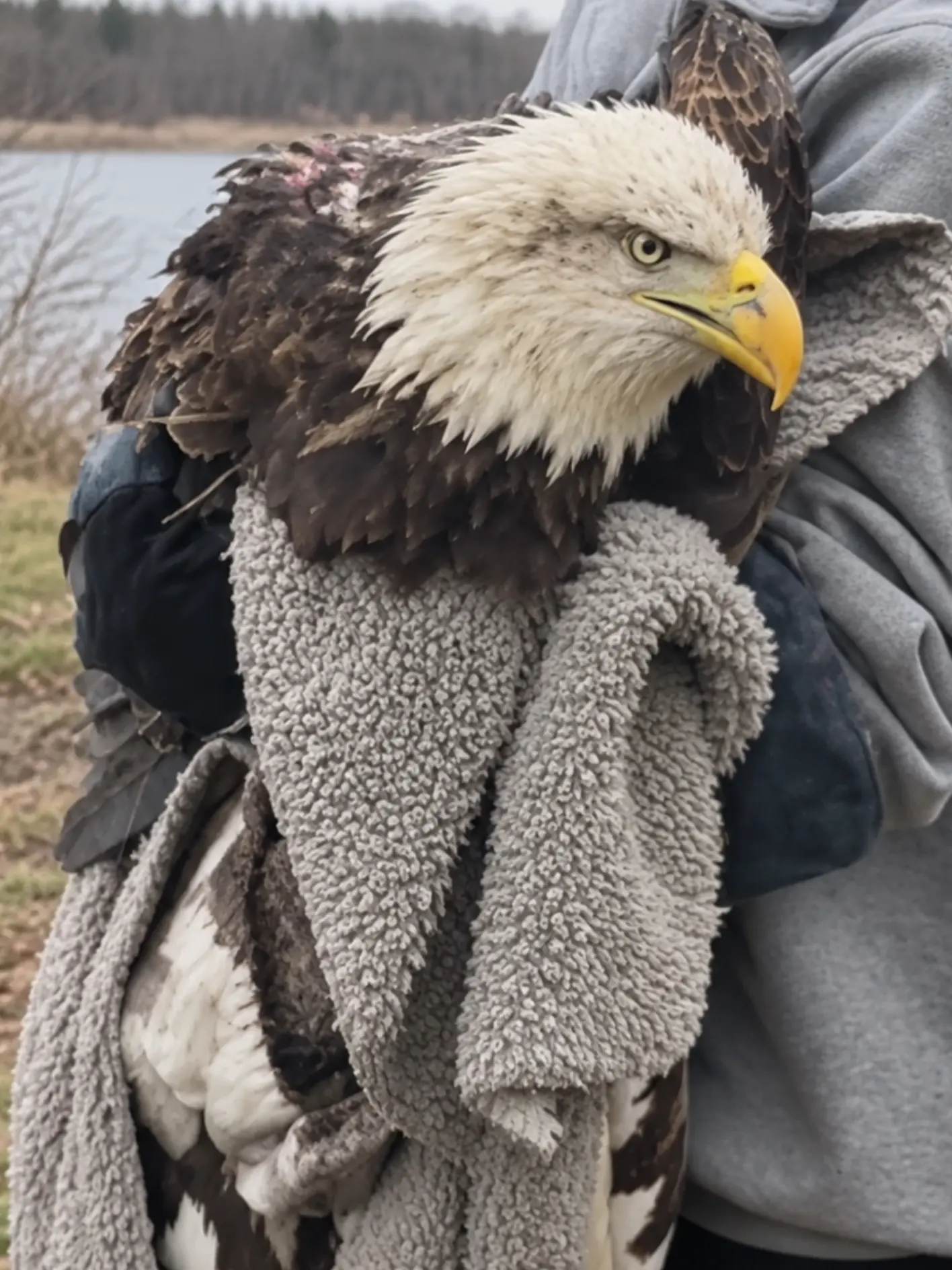 Bald Eagle Struck by a Vehicle and Left Injured Near a Rural Road — A Passing Resident Stopped and Helped Get the Bird to Wildlife Care