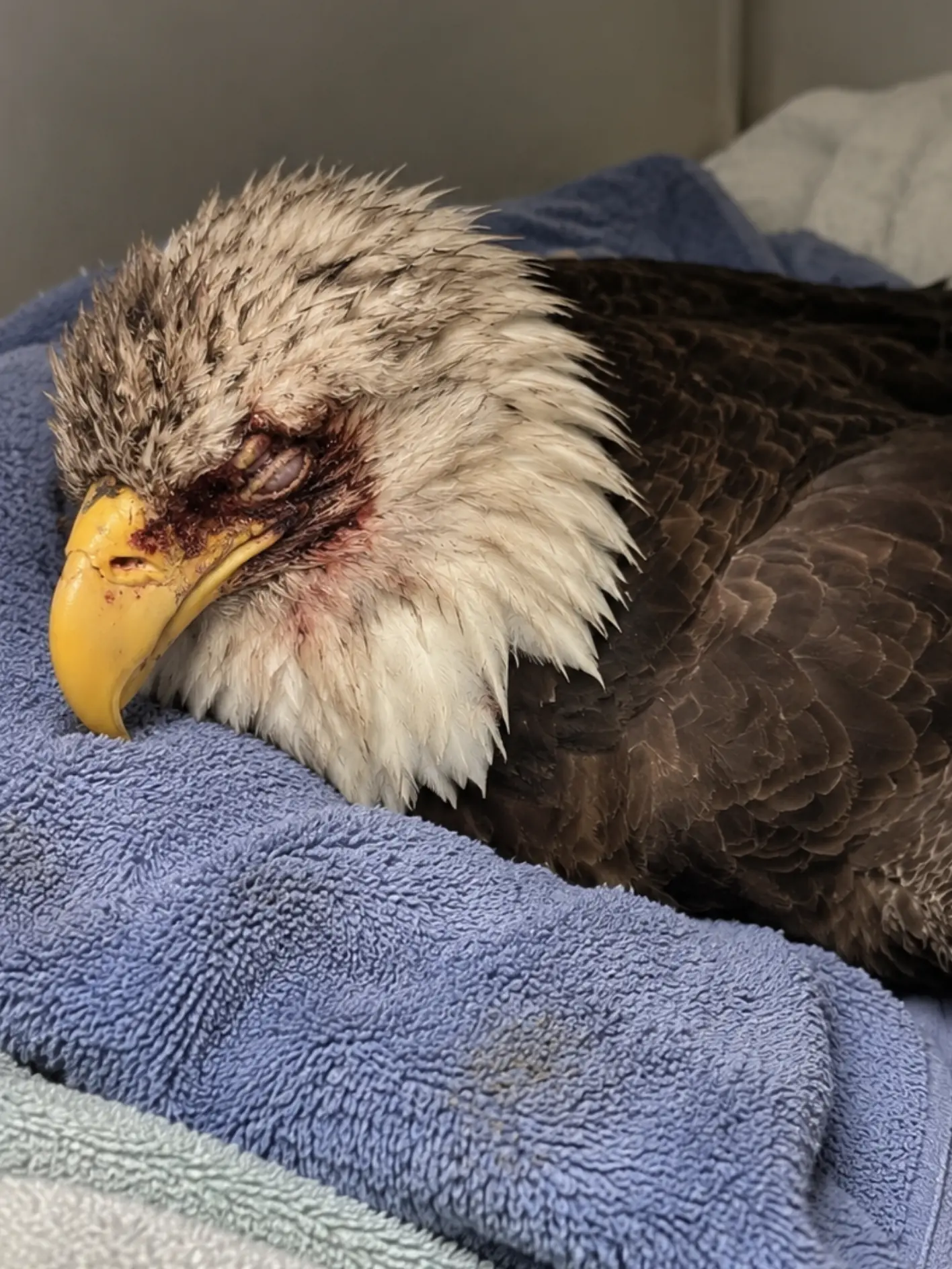 Bald Eagle Arrived Too Weak to Stand — Blood Testing Revealed Lead Exposure at a Critical Level, Leaving Veterinarians With One Humane Option