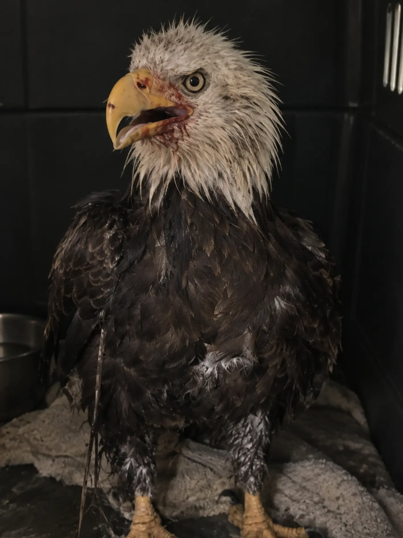 Injured Bald Eagle Falls Into a Canal and Struggles to Stay Above Water — A Nearby Resident Steps In Before Exhaustion Takes Over.