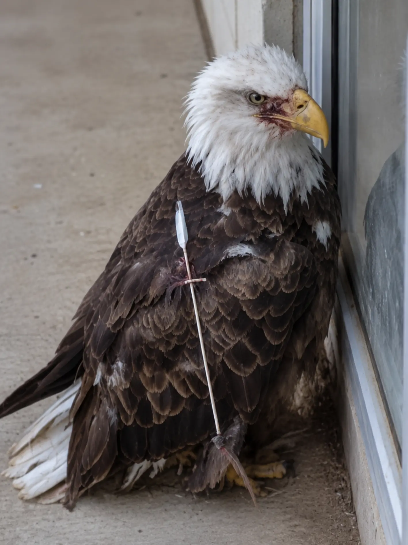 Injured Bald Eagle Appears in a Family’s Backyard Unable to Fly — What Looked Like a Plea for Help Led to an Urgent Wildlife Rescue