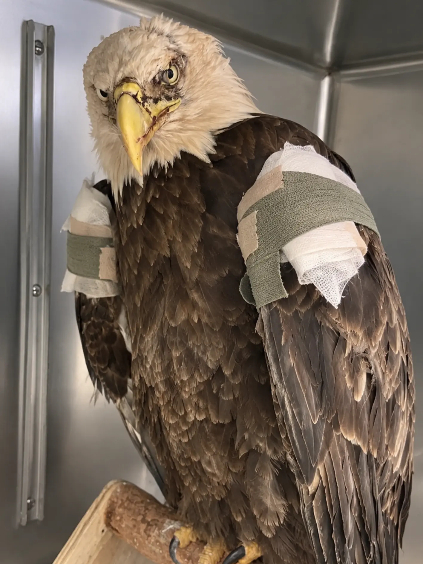 Bald Eagle Found Unable to Fly at a Rural Farm — One Week Into Treatment, Veterinarians Say Its Condition Is Improving but Still Requires Close Monitoring