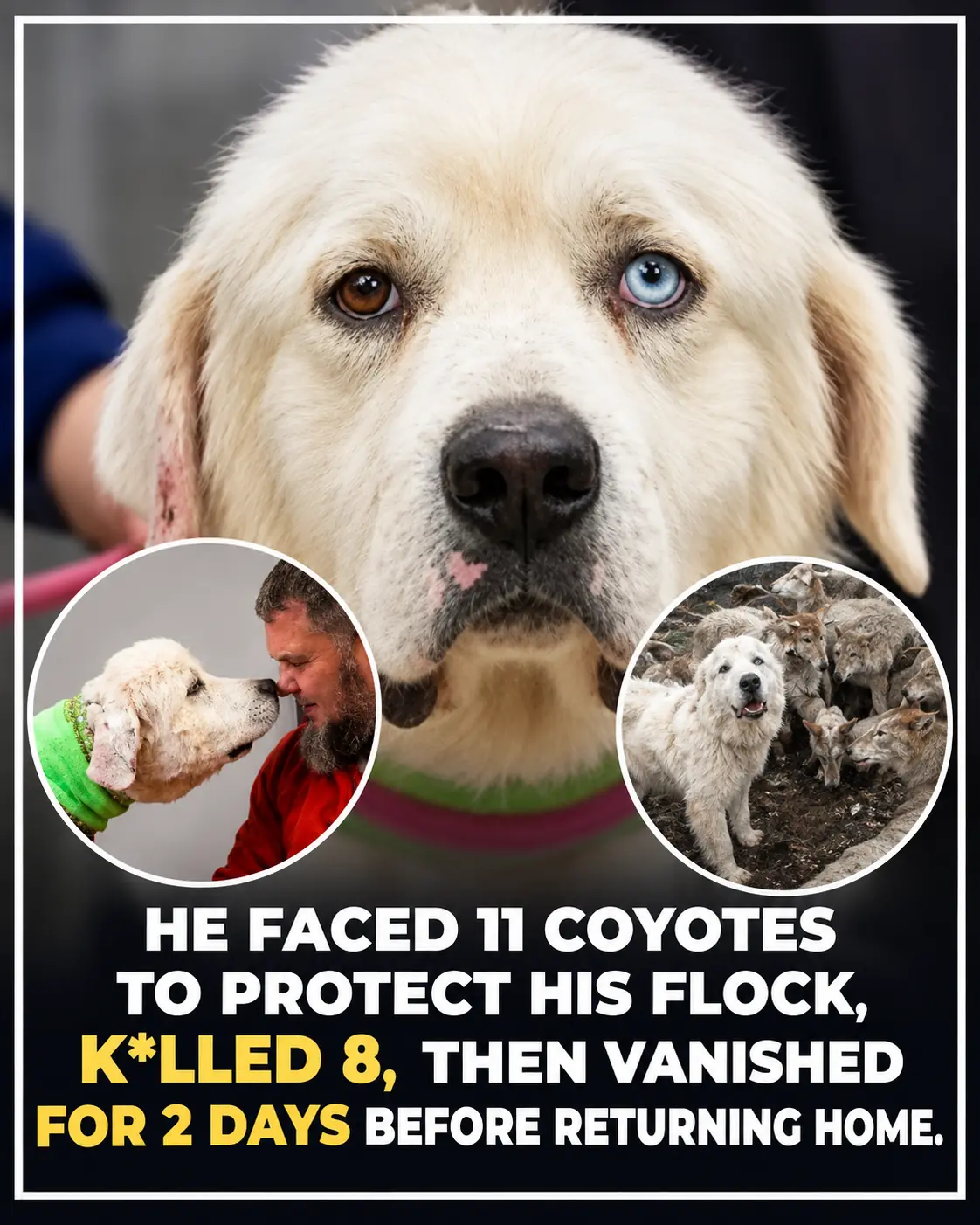 From Fighting 11 Coyotes to Winning 100,000 Votes: The Incredible Story of Casper