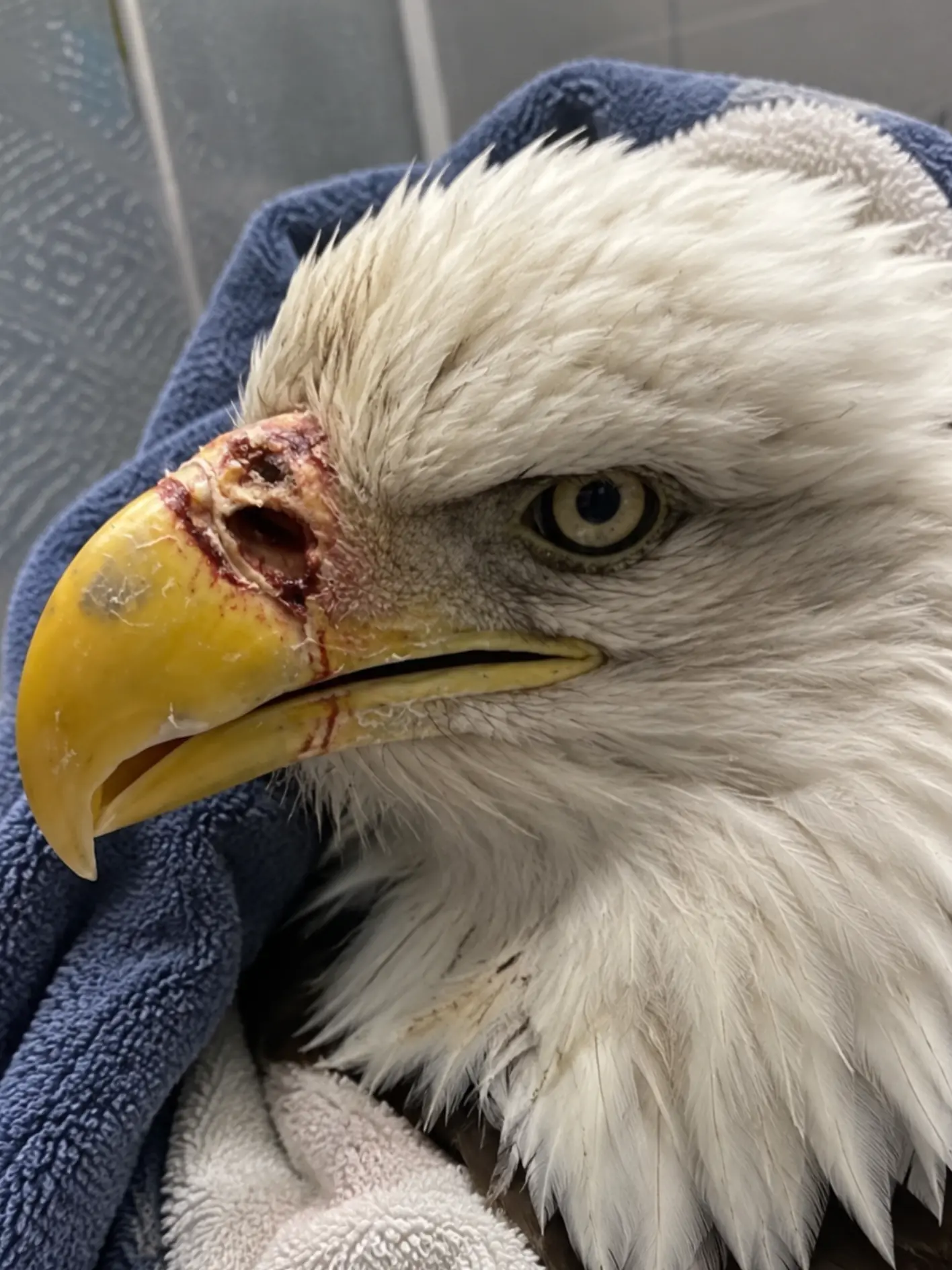 Bald Eagle Arrives With a Serious Facial Wound — With No Witnesses to the Injury, Wildlife Specialists Are Still Trying to Determine What Happened