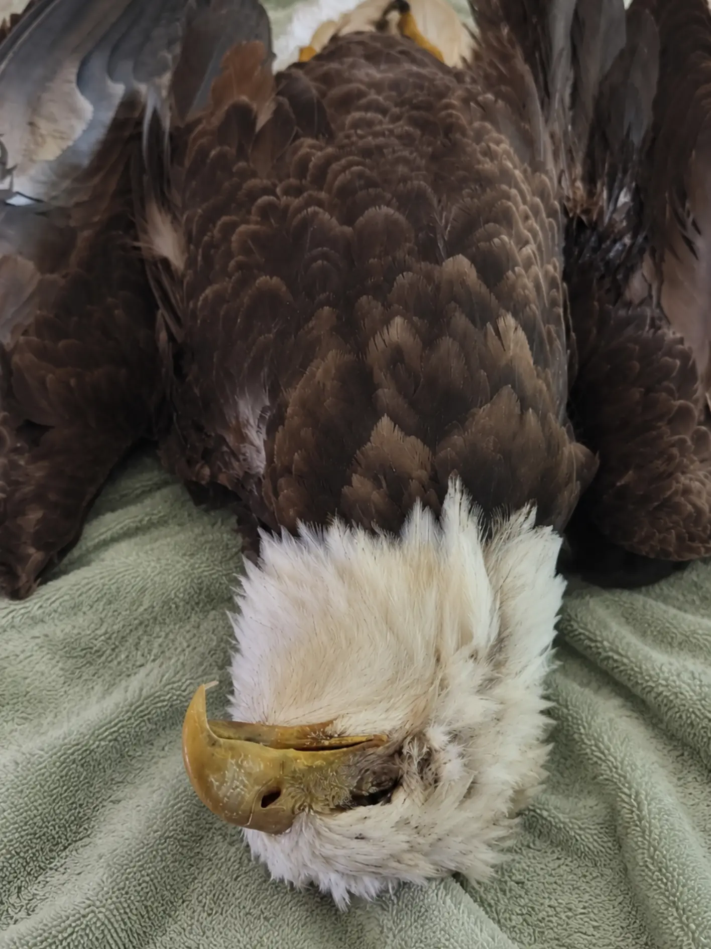 Bald Eagle Admitted With Dangerously High Blood Lead Levels — Despite Several Days of Intensive Treatment, Its Condition Continued to Decline