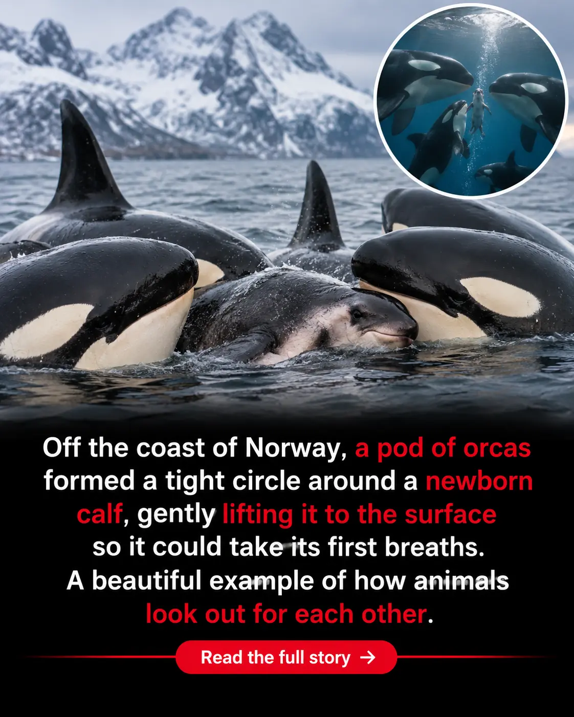 Scientists Capture a Wild Orca Giving Birth — and Her Pod Helping the Newborn Take Its First Breath