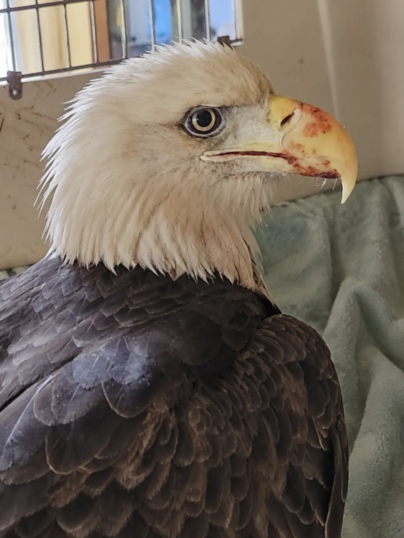 Bald Eagle Found With Blood Around Its Beak After Failing to Leave a Riverbank — Rescuers Discover a Facial Injury That Could Affect Its Ability to Feed
