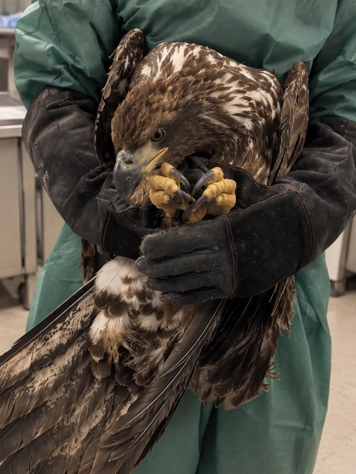 This Young Bald Eagle Has Only Begun Growing Its White Feathers — A Roadside Rescue Revealed Why It Was Too Weak to Fly
