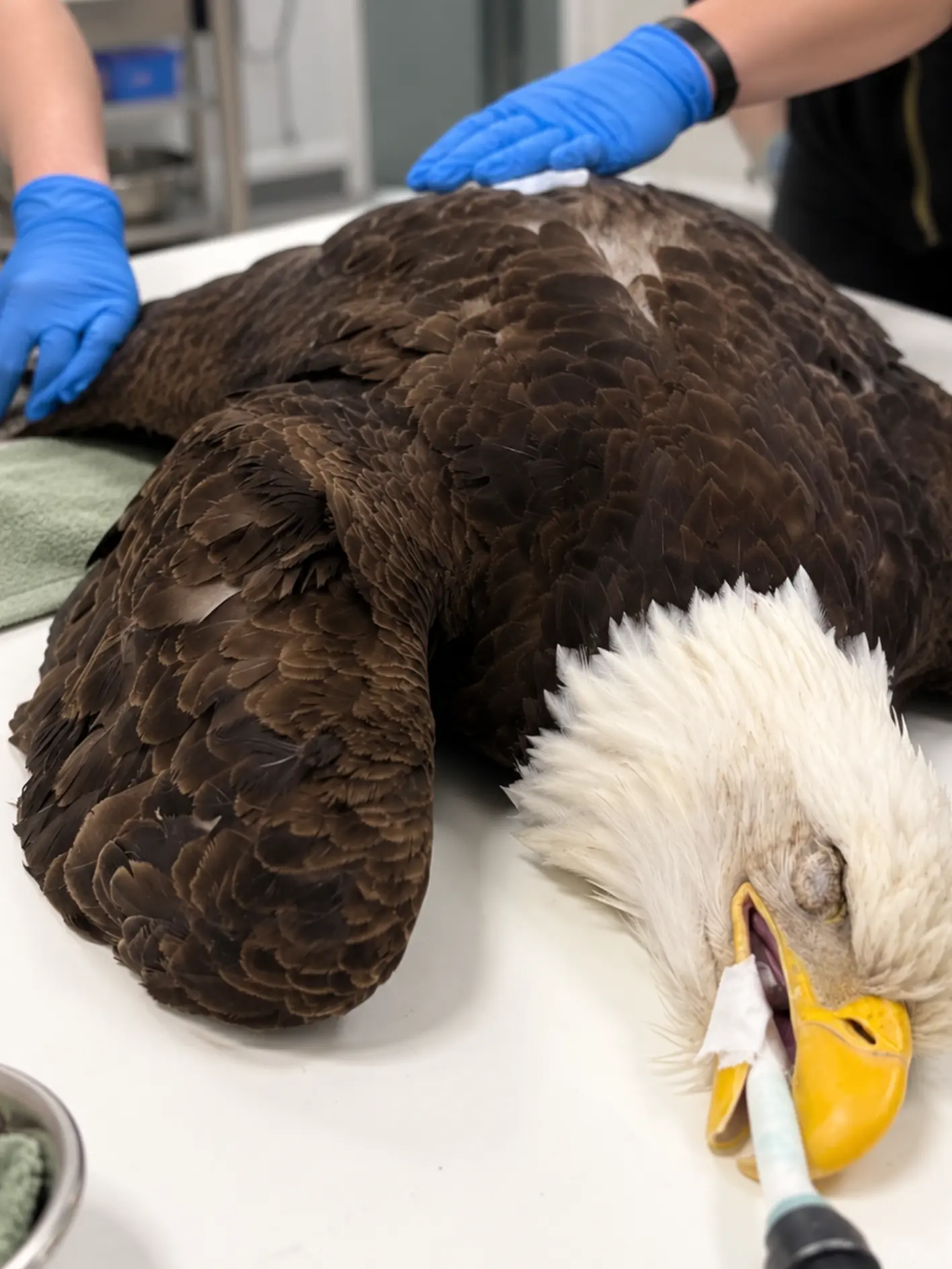 Female Bald Eagle Survives Severe Anemia, a Broken Upper Beak and Bone Infection — Weeks Later, She Returns to the Wild