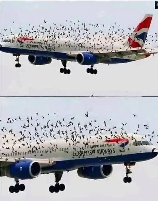 The Flight Was Routine Until a Massive Flock of Birds Began Chasing the Plane
