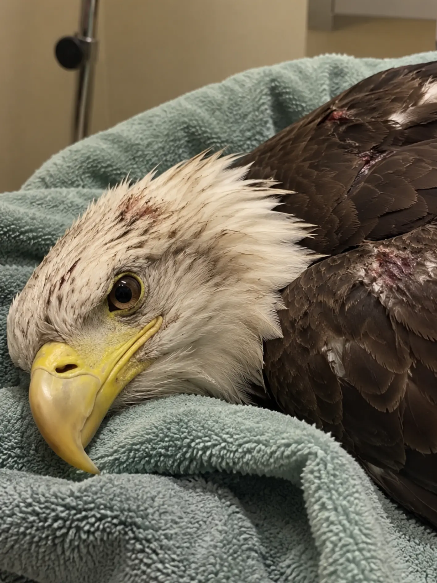 Injured Bald Eagle Had to Learn to Fly Again — Weeks of Veterinary Care Gave Her a Second Chance in the Wild