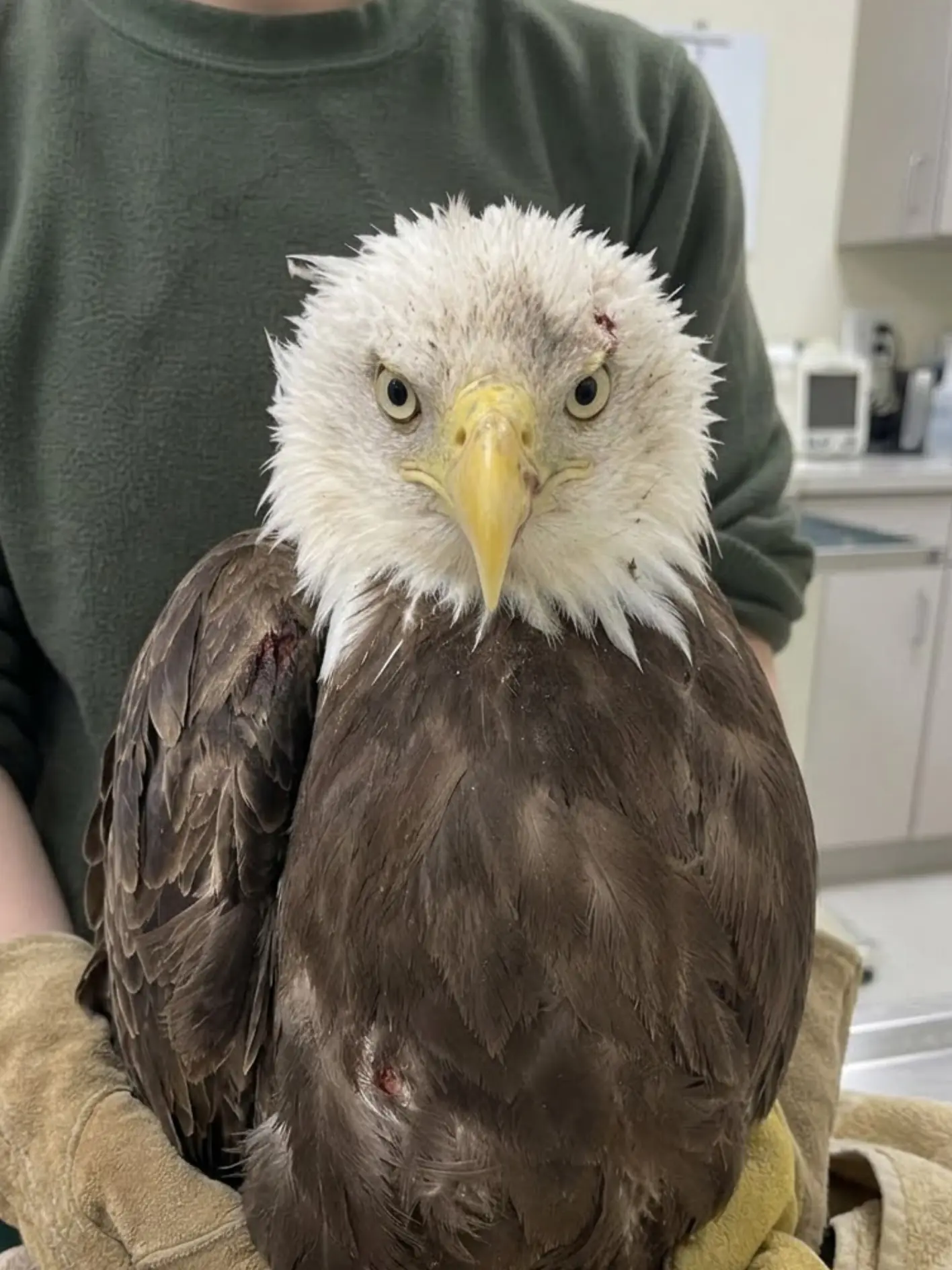 Bald Eagle’s Severely Damaged Beak Is Slowly Filling In — But Veterinarians Still Don’t Know Whether the Keratin Will Ever Grow Back