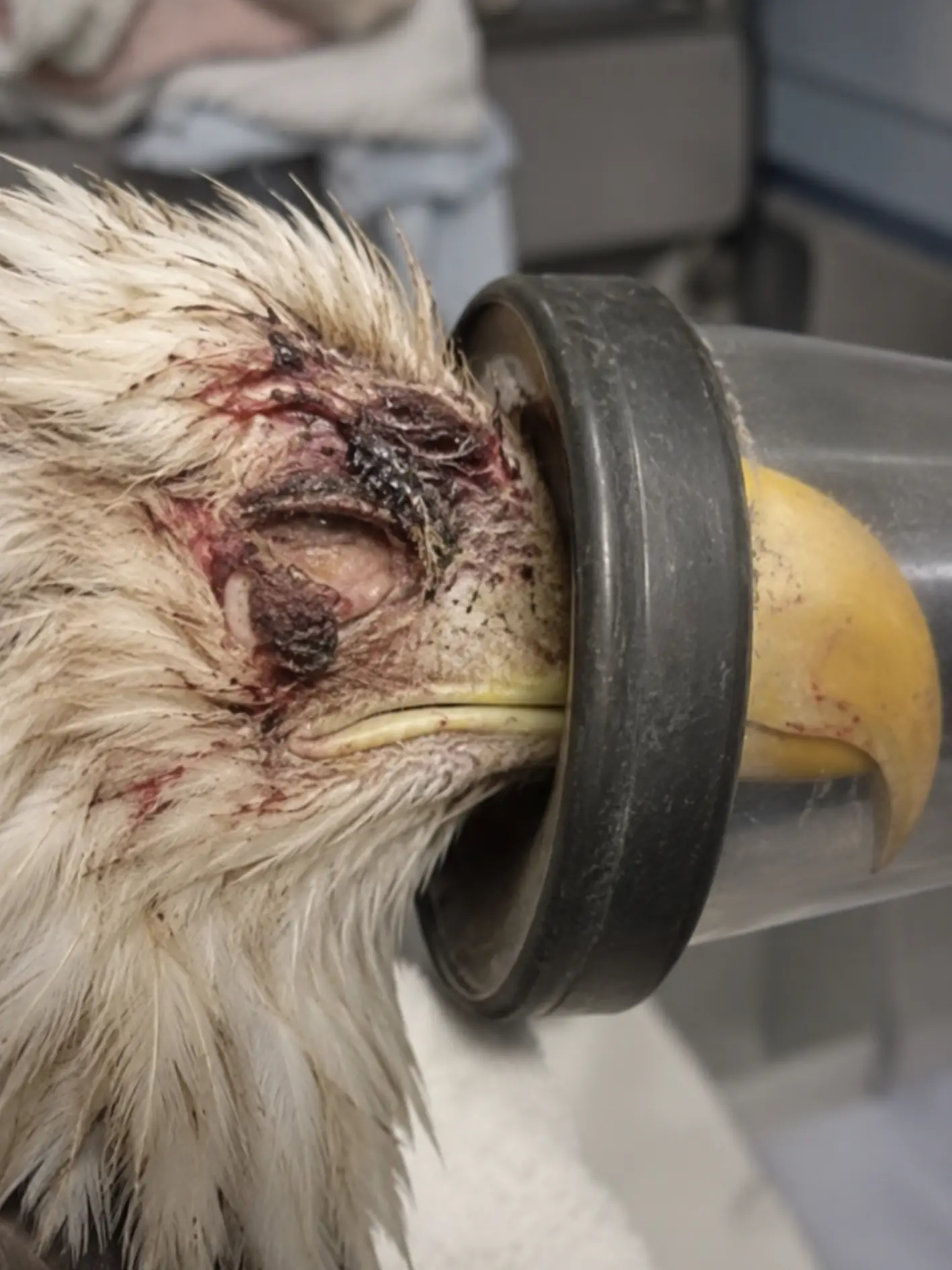 Bald Eagle Rescued With Permanent Vision Loss in One Eye — Unable to Return to the Wild, She Begins a New Life in Human Care