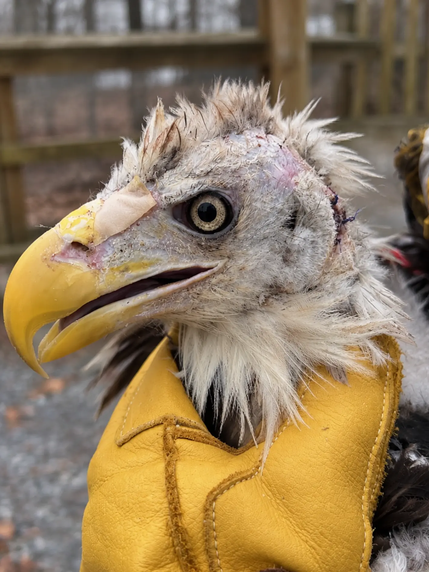 Adult Bald Eagle Arrives With Severe Head and Facial Injuries After Suspected Territorial Fight — Wildlife Team Begins Emergency Treatment