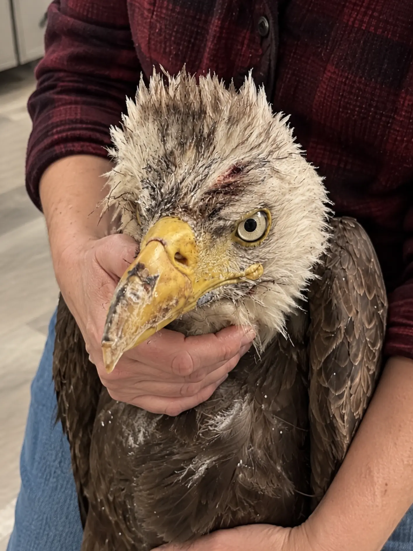 27th Bald Eagle Captured During Scavenger Health Monitoring Arrives With a Severe Beak Injury — Researchers Shift From Sampling to Emergency Care