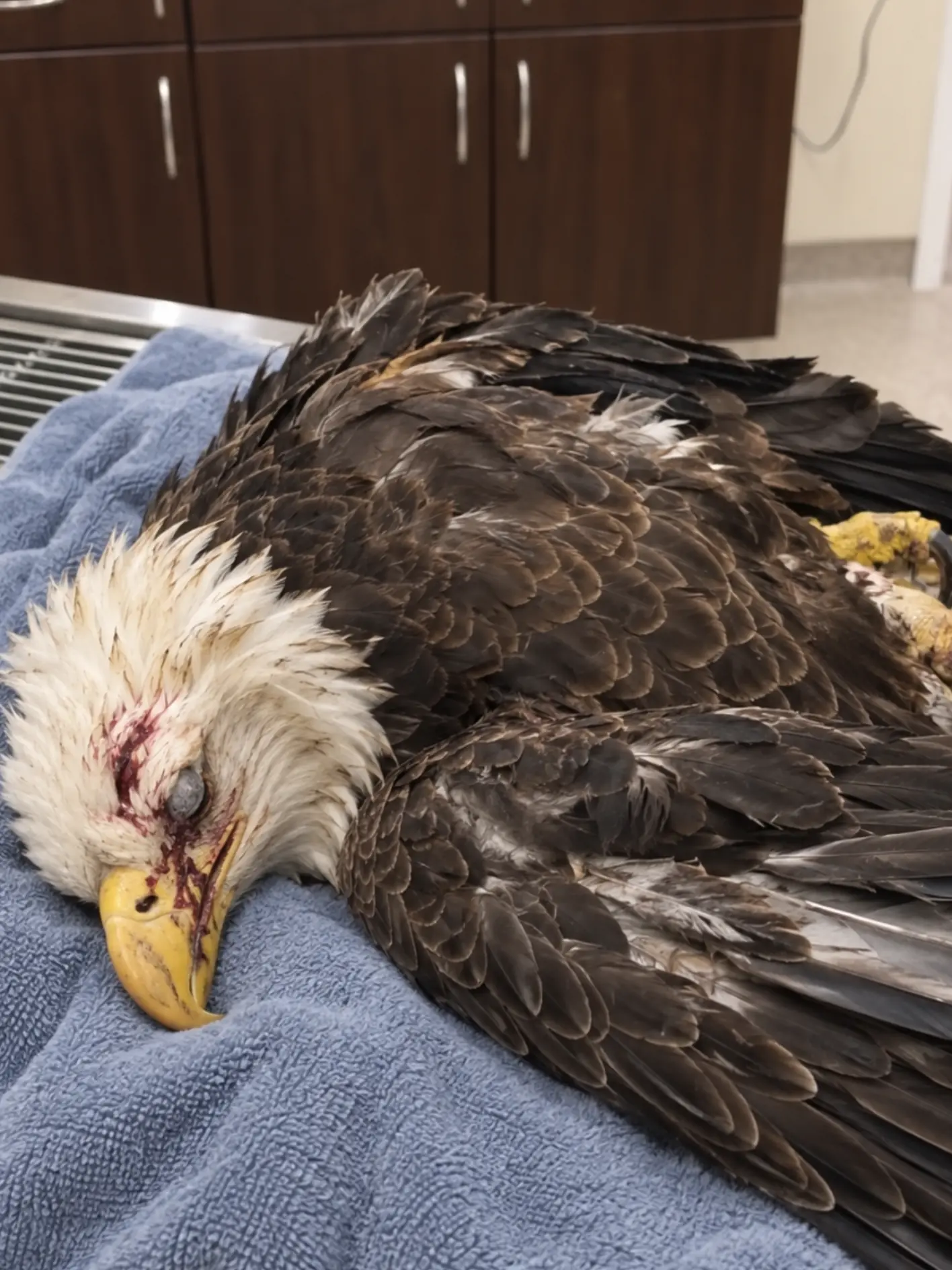 Bald Eagle Dies Shortly After Admission From Severe Blood Loss — Tests Raise Concern About Anticoagulant Rodenticide and Lead Exposure